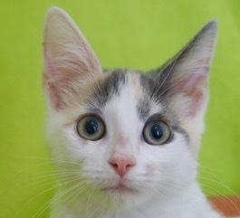 Willow, an adopted Dilute Calico & Turkish Van Mix in Saint Augustine, FL_image-2