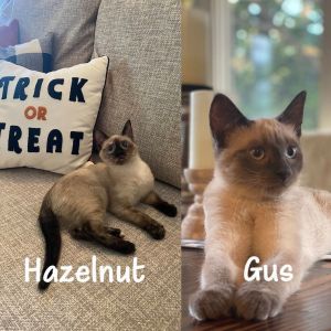 Hazelnut & Gus (Bonded Pair) - Pending Adoption