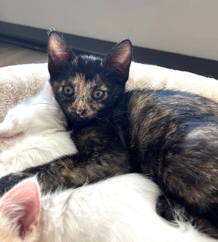 Onyx, an adoptable Domestic Short Hair & Tortoiseshell Mix in Mission Viejo, CA_image-1