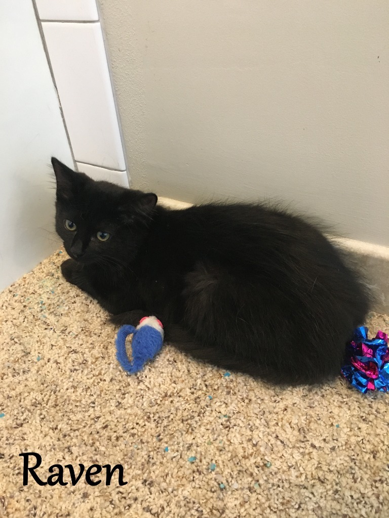 Raven 4, an adoptable Domestic Medium Hair in Hoover , AL, 35226 | Photo Image 2