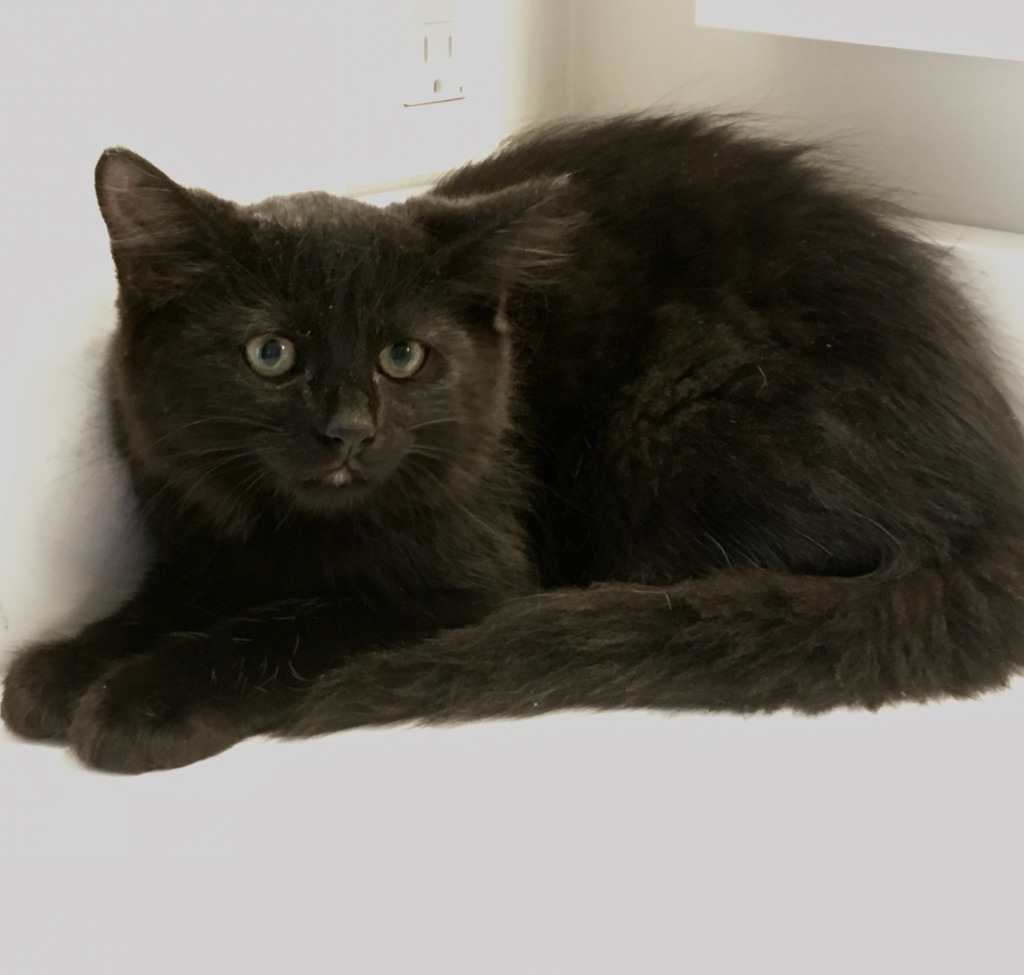 Raven 4, an adoptable Domestic Medium Hair in Hoover , AL, 35226 | Photo Image 4