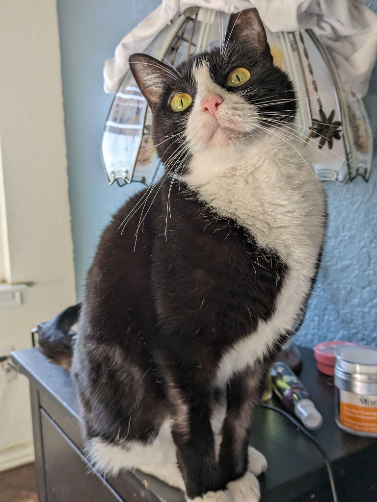 Moochi, an adoptable Domestic Short Hair in San Antonio, TX, 78247 | Photo Image 1