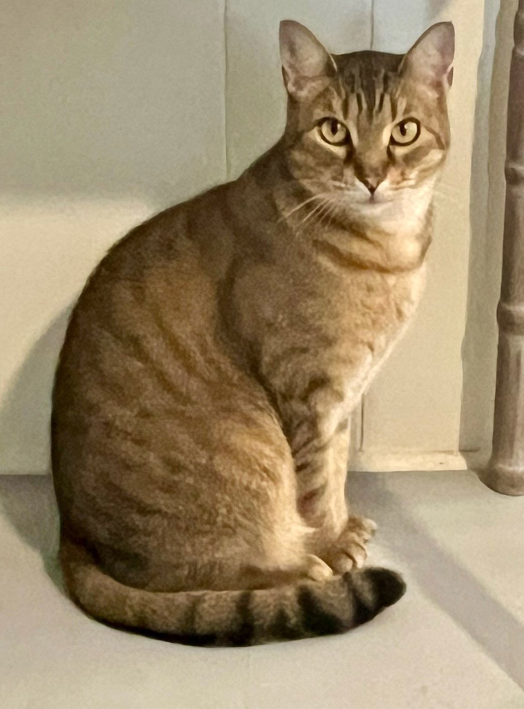 Charlotte, an adoptable Tabby, Domestic Short Hair in Winter Garden, FL, 34787 | Photo Image 1