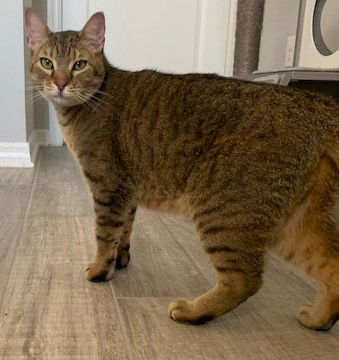 Charlotte, an adoptable Tabby, Domestic Short Hair in Winter Garden, FL, 34787 | Photo Image 3