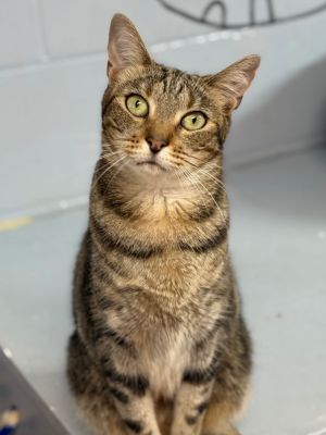 Chili, Adult Female unknown