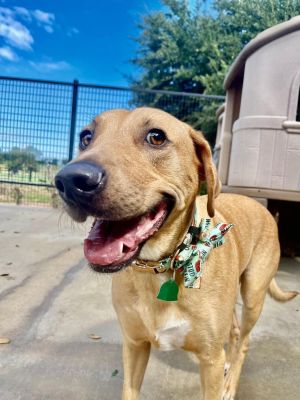 You can fill out an adoption application online on our official websiteHooch TX is a male Labrado
