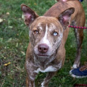 pitbull coyote mix