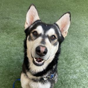 Hey my name is Bolt Im a 4-year-old neutered male Siberian Husky that weights around 72 pounds