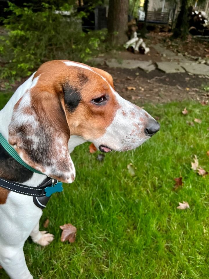 Ruben, an adopted Coonhound Mix in Westerville, OH_image-2