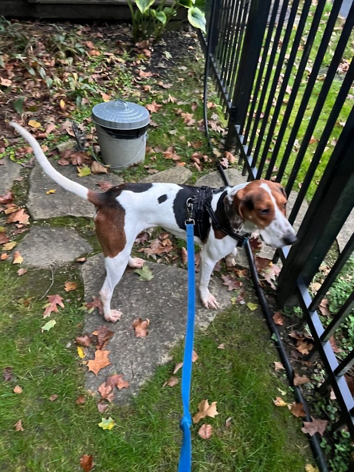 Ruben, an adopted Coonhound Mix in Westerville, OH_image-3