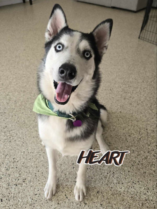 Cobalt, an adoptable Siberian Husky in Millersville, MD, 21108 | Photo Image 1