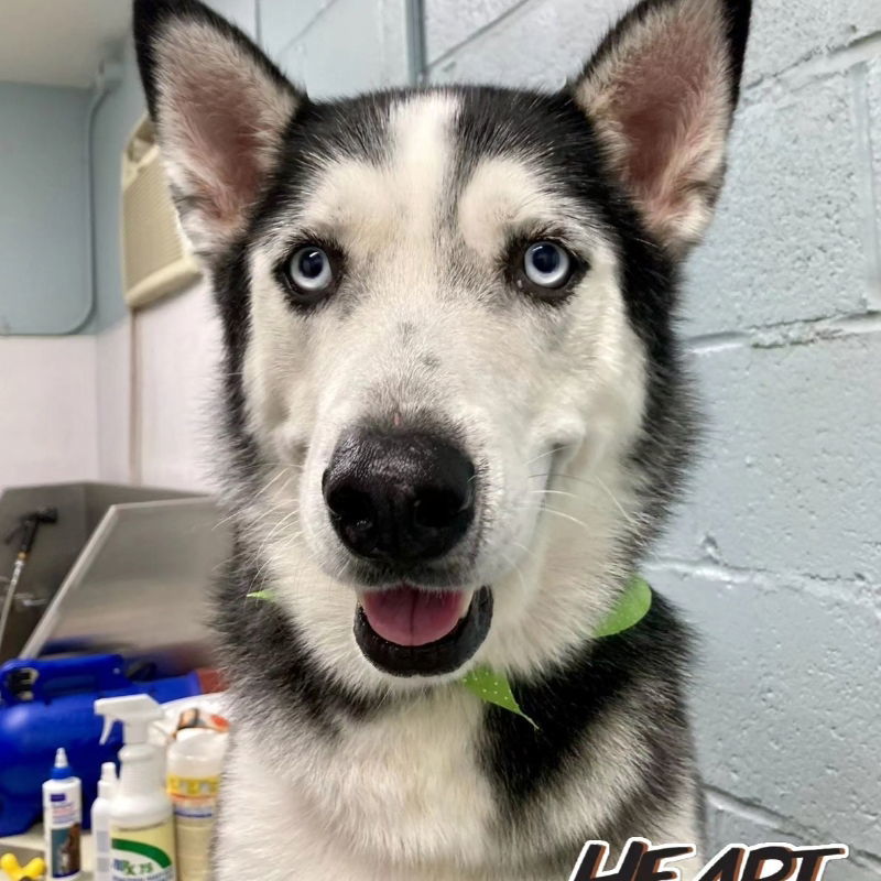 Cobalt, an adoptable Siberian Husky in Millersville, MD, 21108 | Photo Image 2