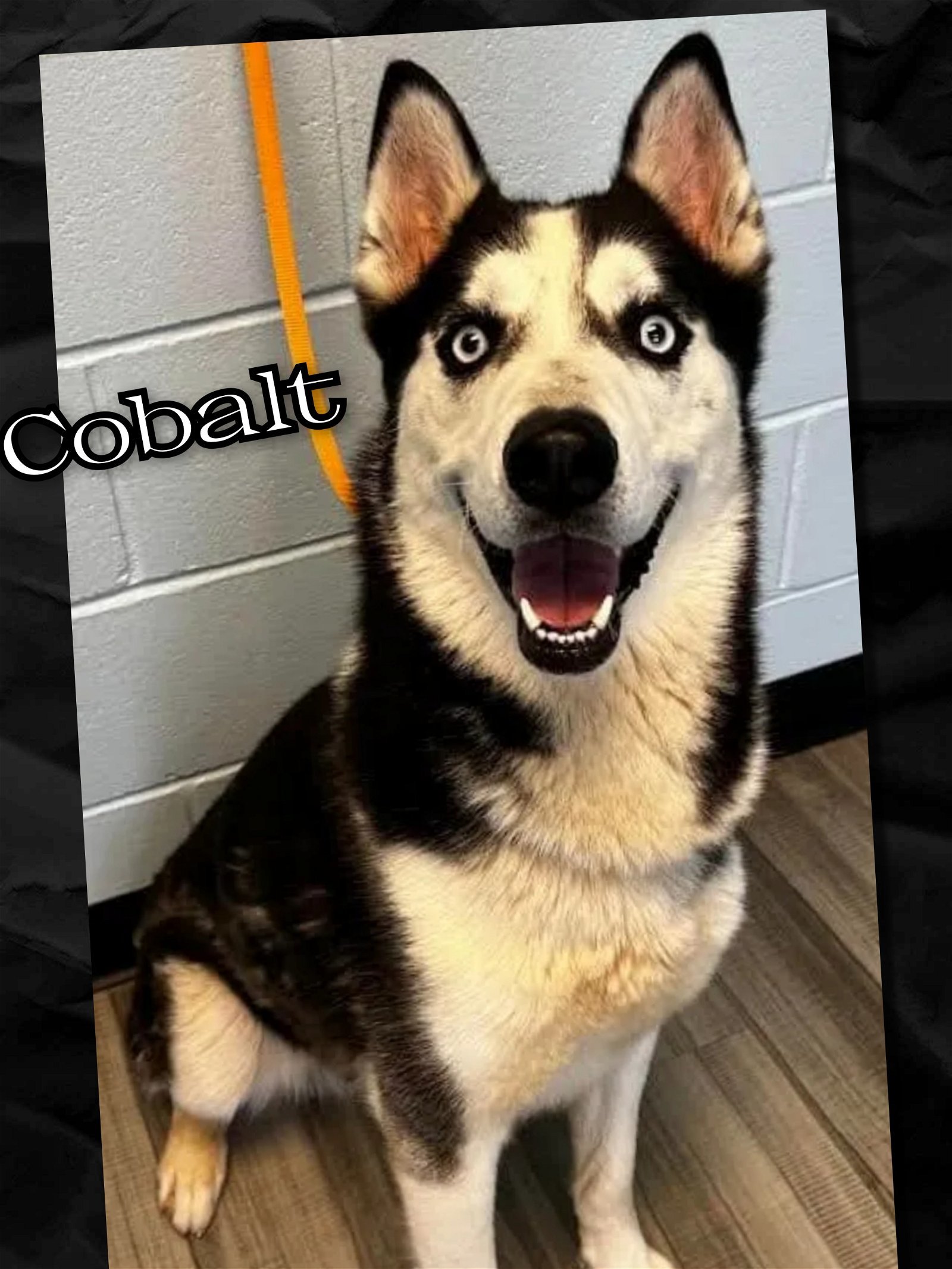 Cobalt, an adoptable Siberian Husky in Millersville, MD, 21108 | Photo Image 3