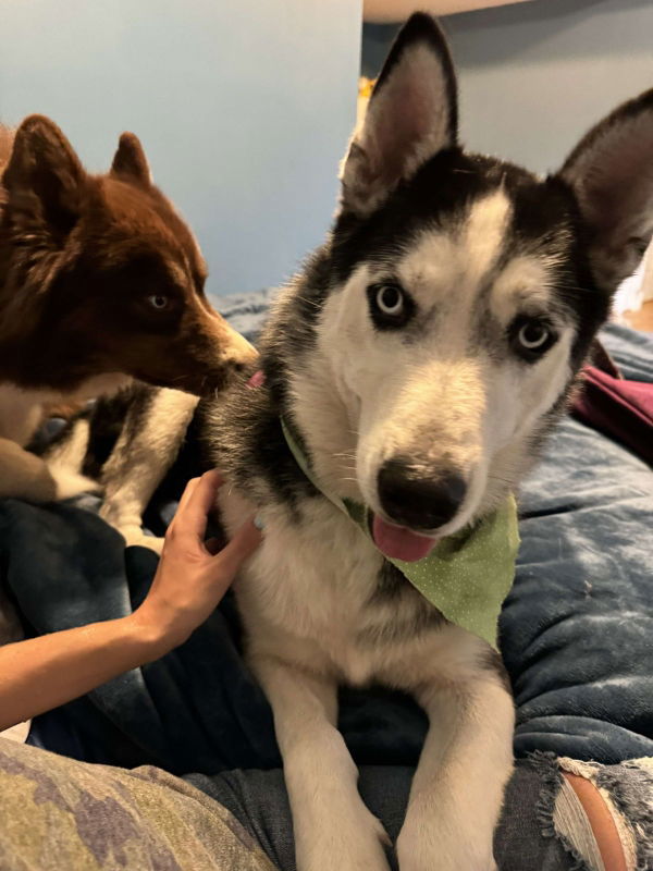 Cobalt, an adoptable Siberian Husky in Millersville, MD, 21108 | Photo Image 3