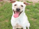 MOOSE's profile on Petfinder.com