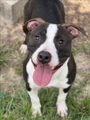 FREDDY's profile on Petfinder.com