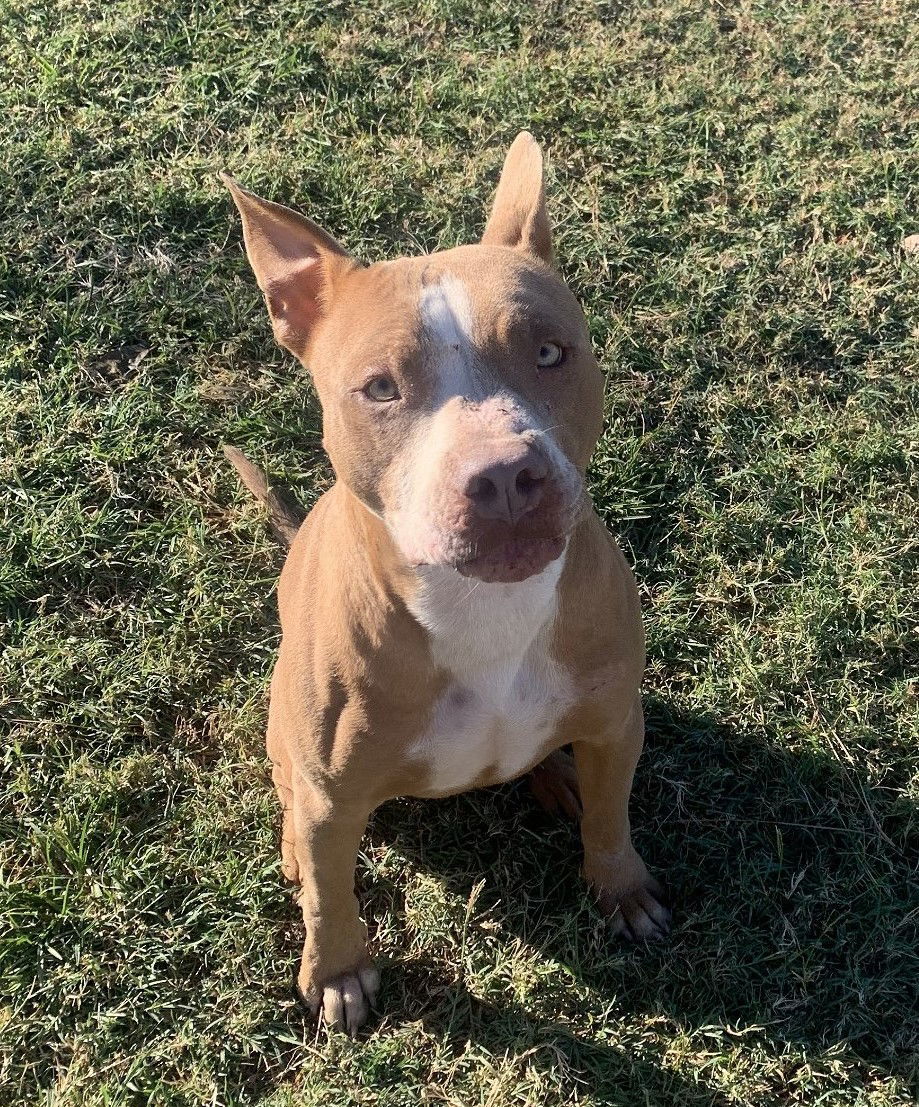 Keto, an adoptable Pit Bull Terrier in Gun Barrel City, TX, 75147 | Photo Image 1