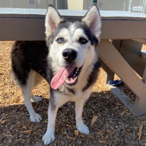 Hi there My name is Kylie and Im a 1 year old spayed husky that currently weighs about 42lbs Im