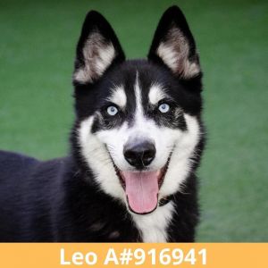 Hello there I go by the name Leo I am a 3 year old neutered Alaskan huskyGer