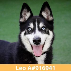 Leo Siberian Husky Dog