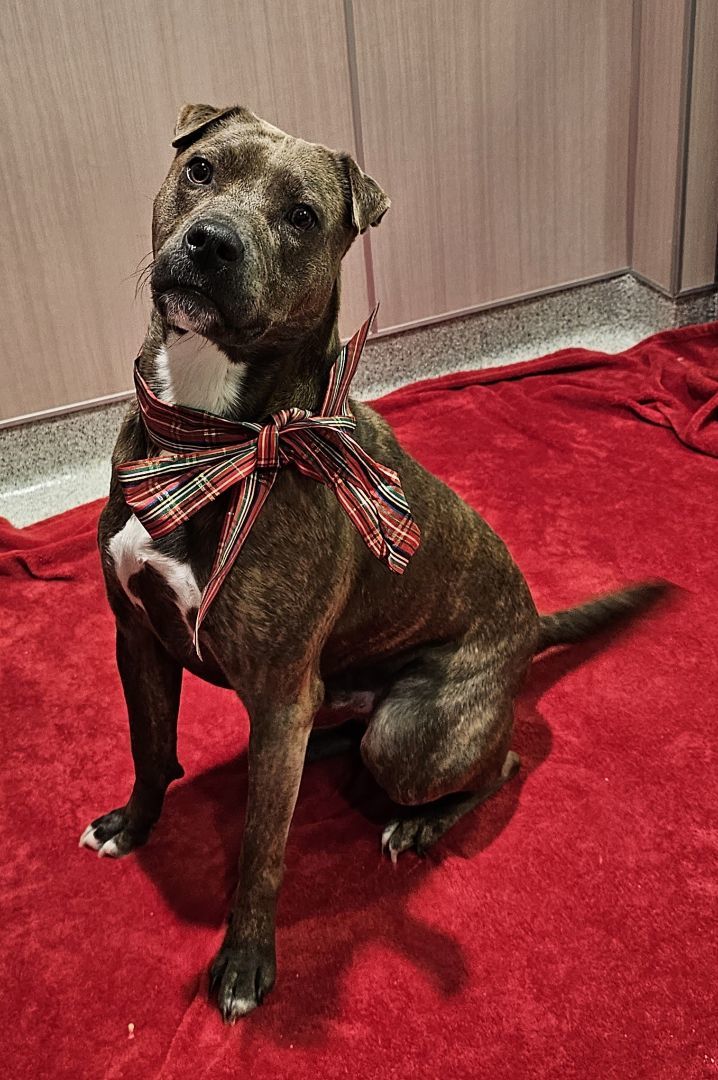 Duke, an adoptable Pit Bull Terrier & Shar-Pei Mix in Hamilton, MT_image-1