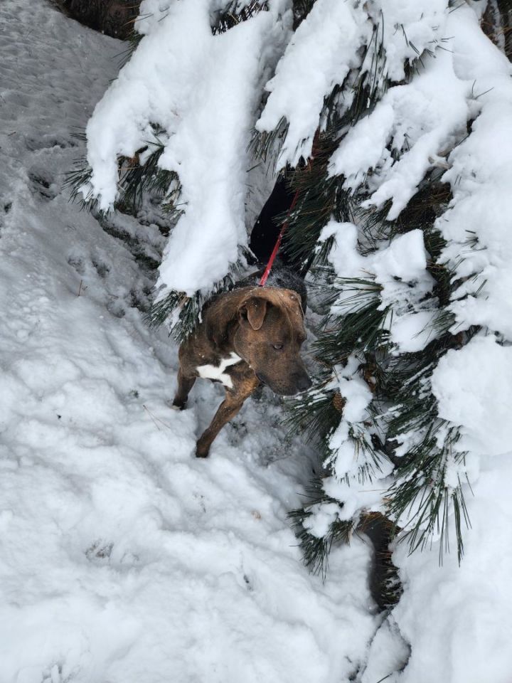 Duke, an adoptable Pit Bull Terrier & Shar-Pei Mix in Hamilton, MT_image-2