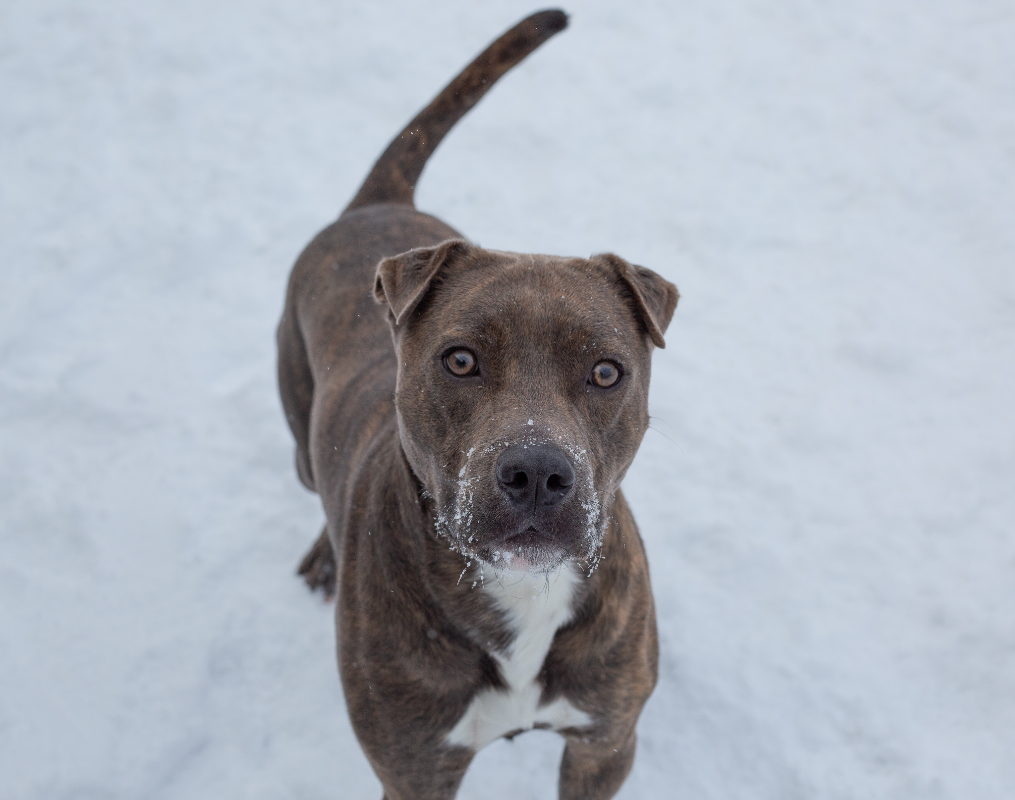 Duke, an adoptable Pit Bull Terrier, Shar-Pei in Hamilton, MT, 59840 | Photo Image 1