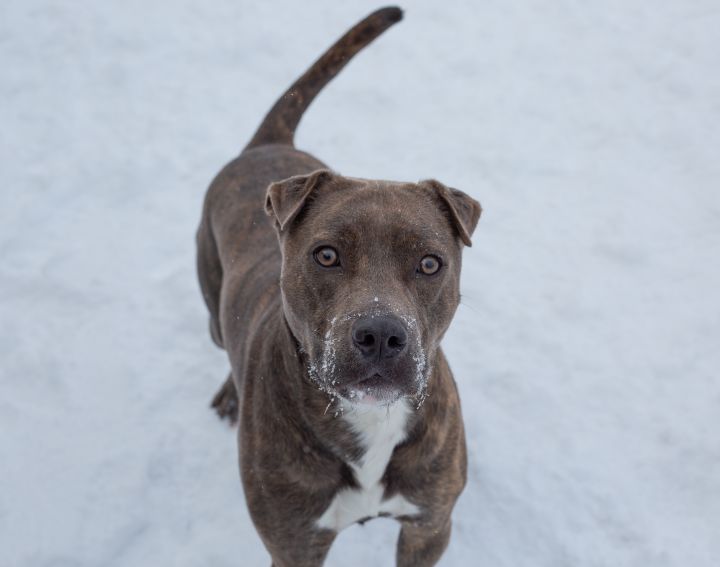 Duke, an adoptable Pit Bull Terrier & Shar-Pei Mix in Hamilton, MT_image-3