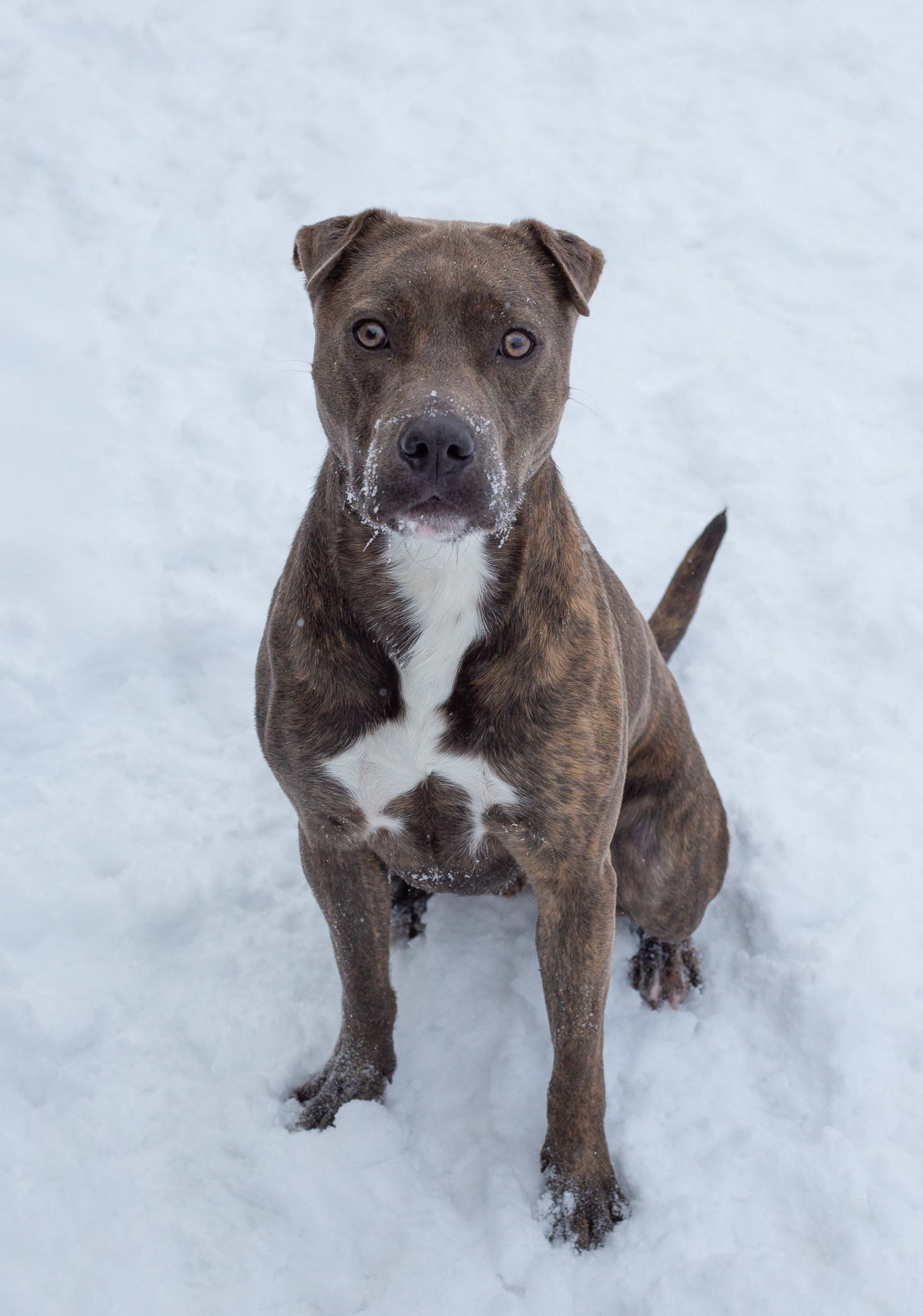 Duke, an adoptable Pit Bull Terrier, Shar-Pei in Hamilton, MT, 59840 | Photo Image 4