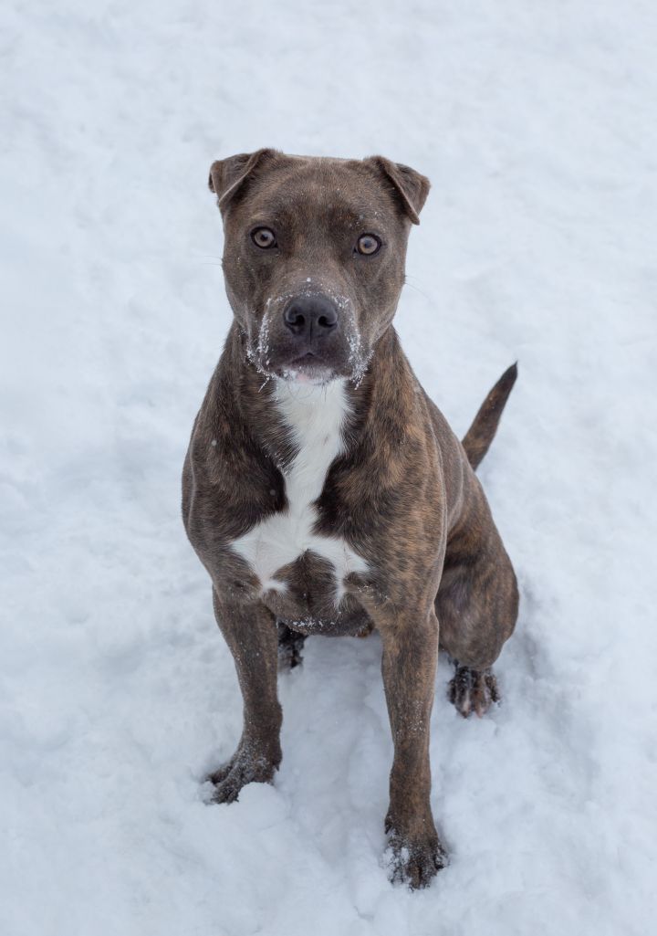 Duke, an adoptable Pit Bull Terrier & Shar-Pei Mix in Hamilton, MT_image-4
