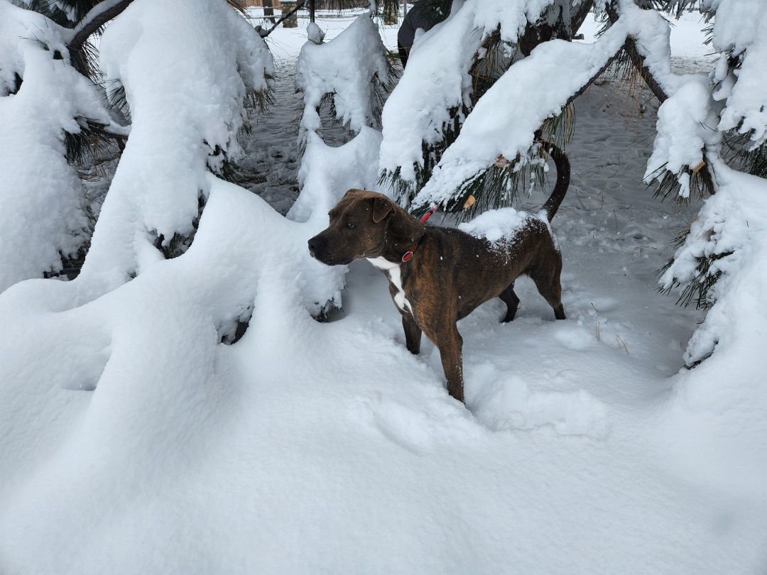 Duke, an adoptable Pit Bull Terrier, Shar-Pei in Hamilton, MT, 59840 | Photo Image 5