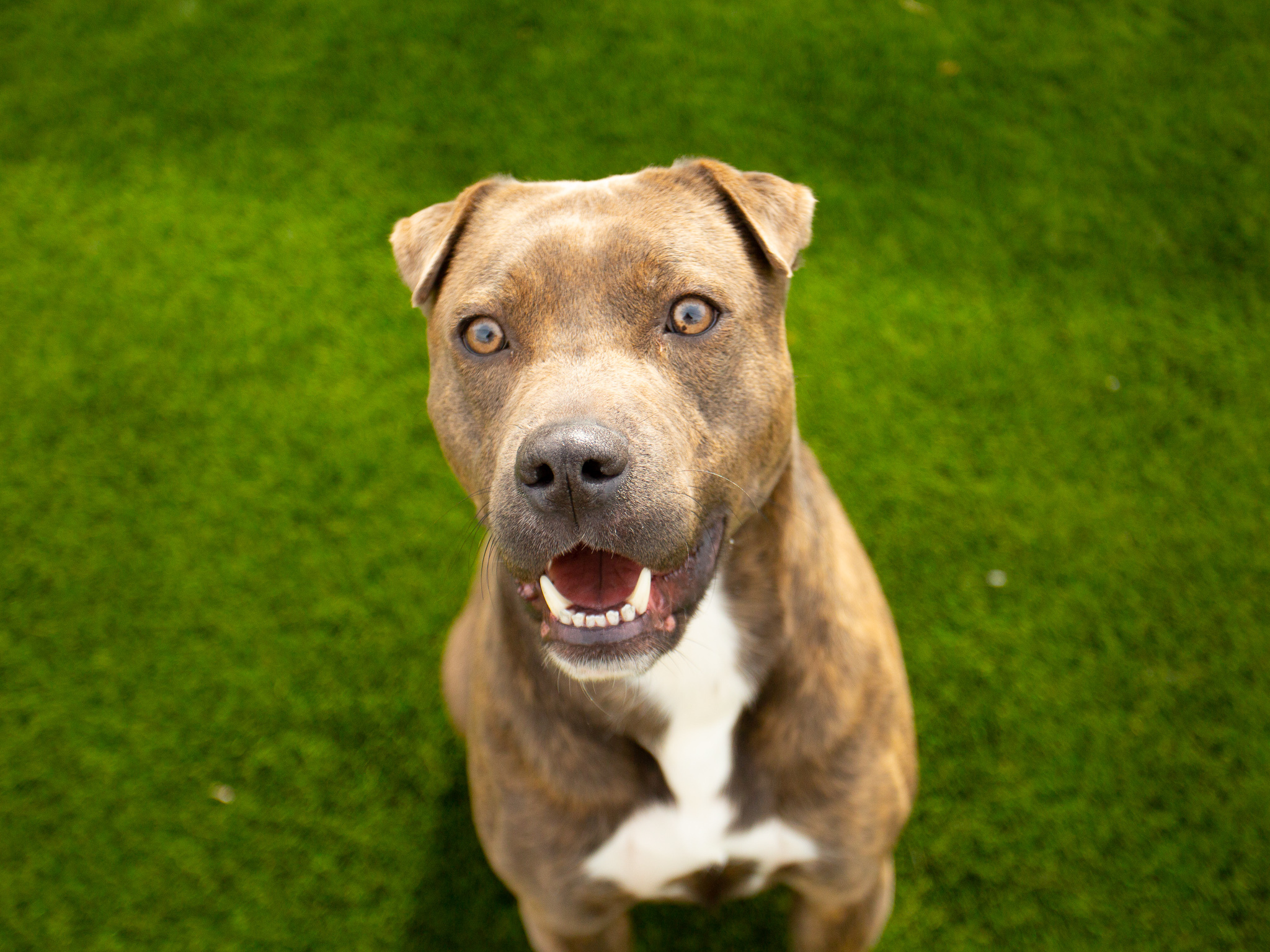 Duke, an adoptable Pit Bull Terrier, Shar-Pei in Hamilton, MT, 59840 | Photo Image 6