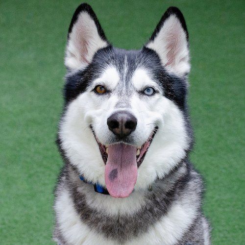 Alaskan husky for store adoption