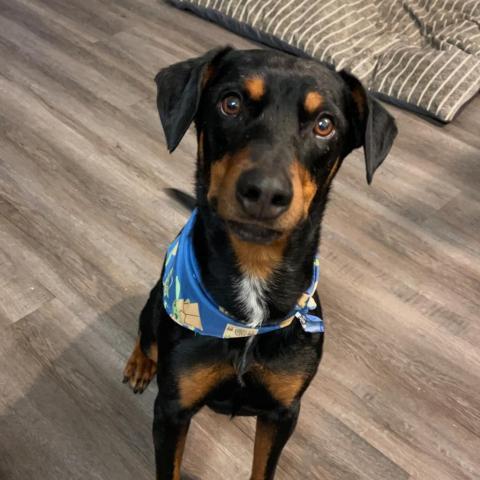 Pablo OS, an adoptable Doberman Pinscher, Mixed Breed in Las Vegas, NV, 89145 | Photo Image 1