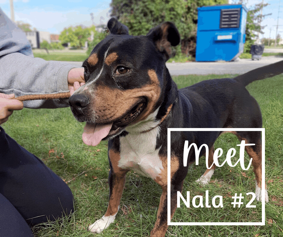 Dog for adoption Nala, a Mixed Breed in Marion, IN Petfinder