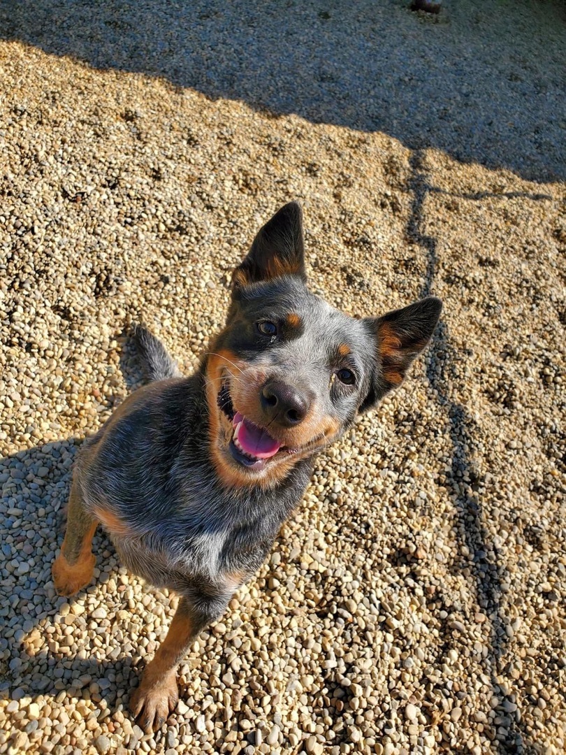 Jesse, an adoptable Cattle Dog in Lacon, IL, 61540 | Photo Image 1