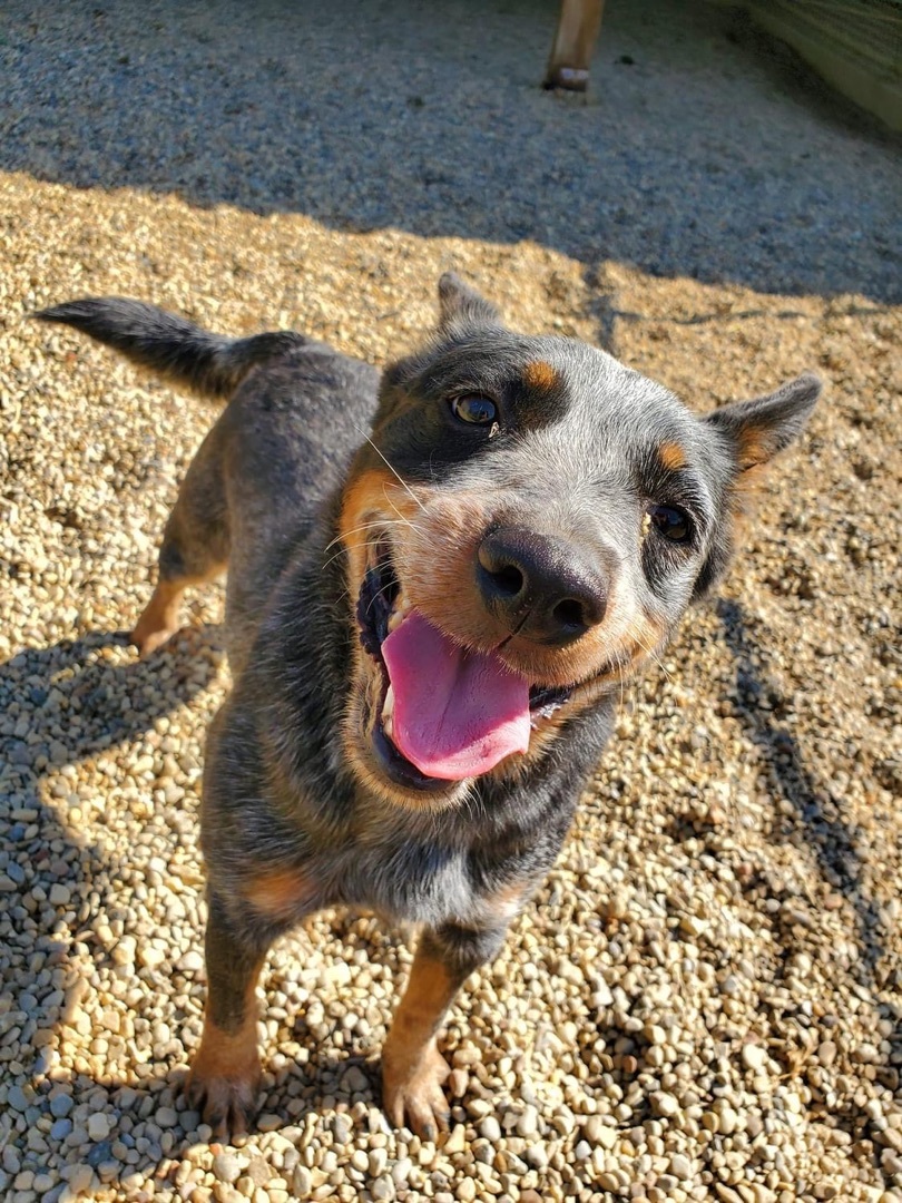 Jesse, an adoptable Cattle Dog in Lacon, IL, 61540 | Photo Image 2