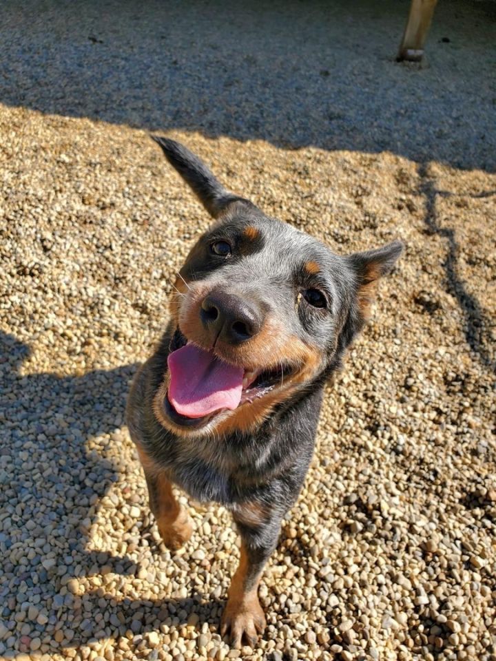 Jesse, an adoptable Cattle Dog Mix in Lacon, IL_image-3