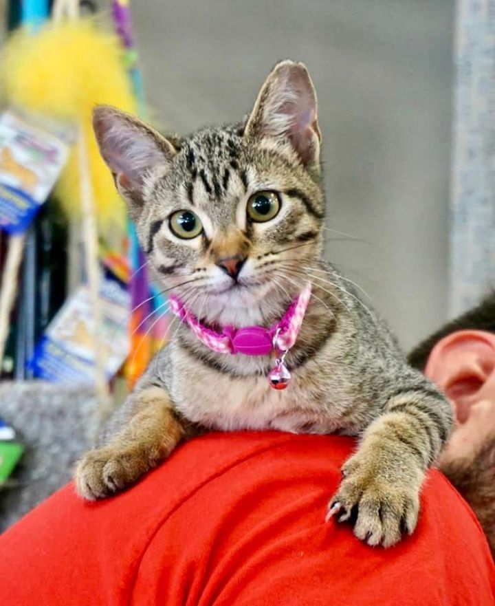 Dottie, an adoptable Tabby & Domestic Short Hair Mix in Bethel, CT_image-2
