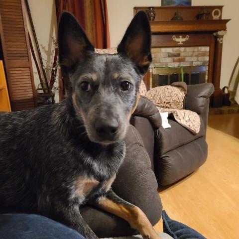 blue heeler rescue houston