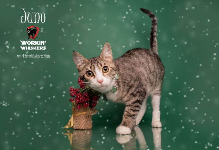 JUNO, an adoptable Abyssinian & Tabby Mix in HEMET, CA_image-3