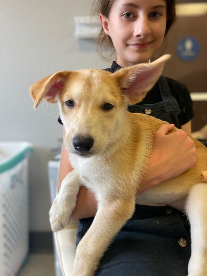 Canaan german sale shepherd mix