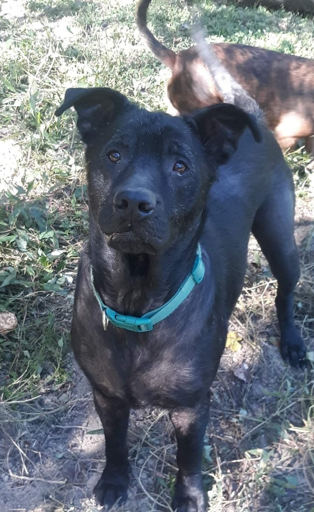 Scruffy, an adoptable Terrier, Setter in Dalton, GA, 30721 | Photo Image 3