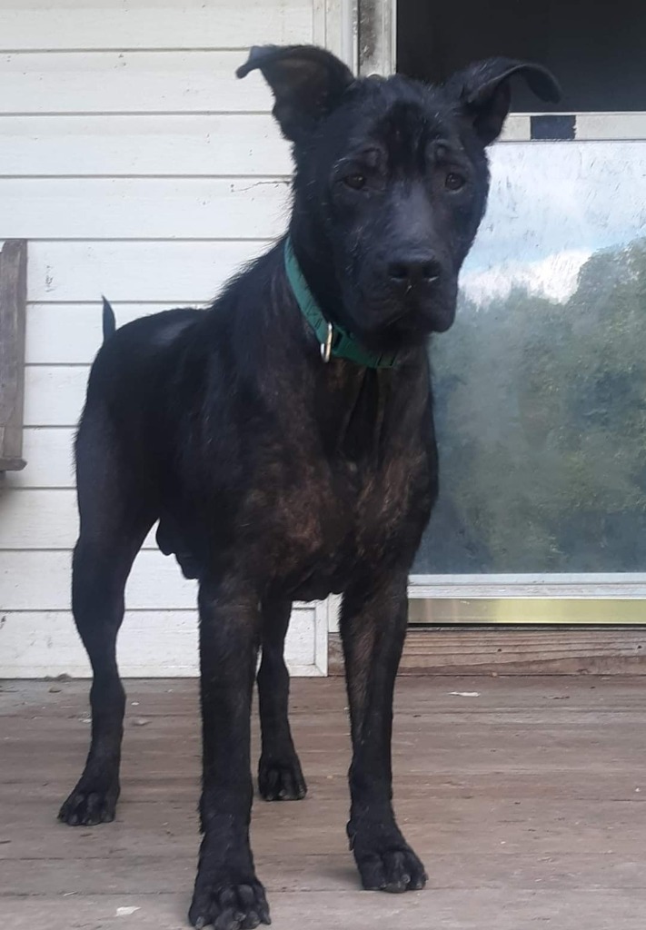 Scruffy, an adoptable Terrier, Setter in Dalton, GA, 30721 | Photo Image 4