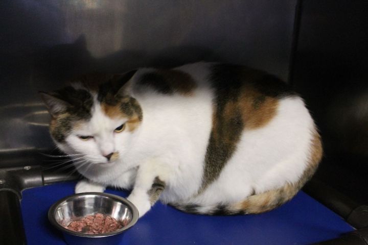 Ticky, an adopted Calico in Richland, NY_image-1