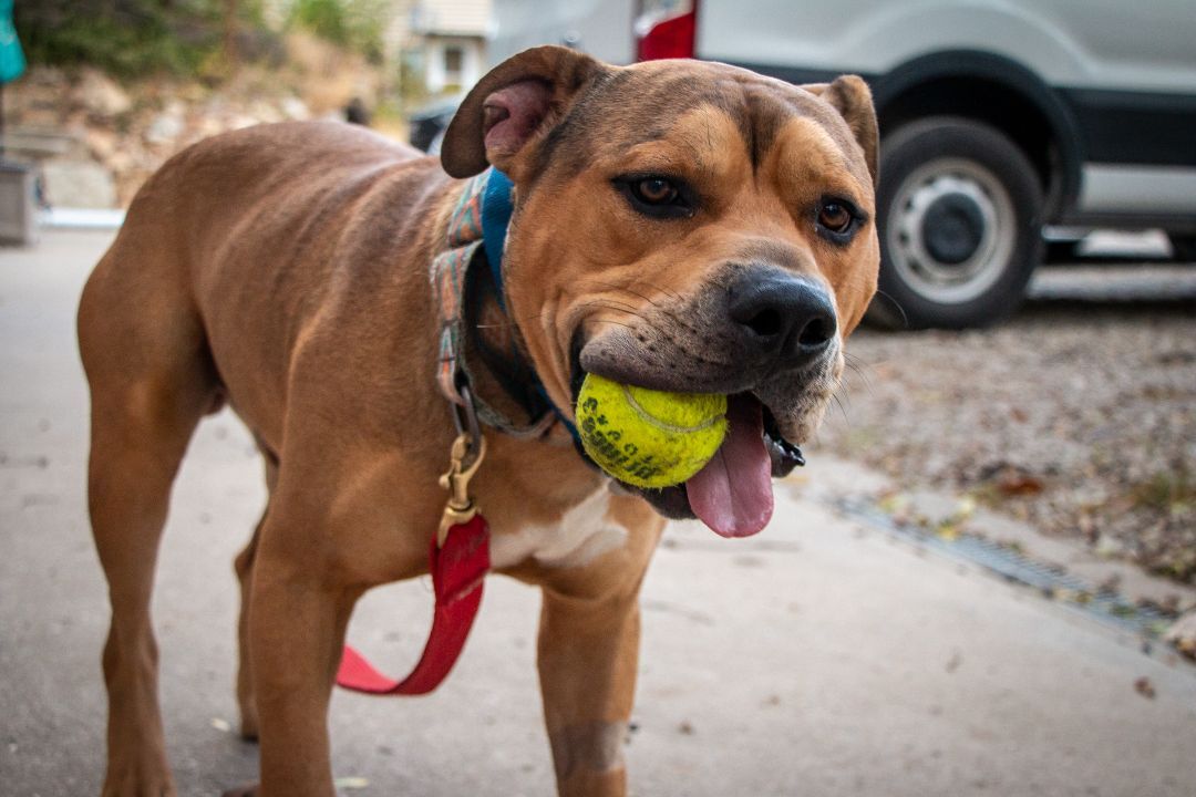 Romeo, an adoptable Pit Bull Terrier in Parkville, MO, 64152 | Photo Image 2