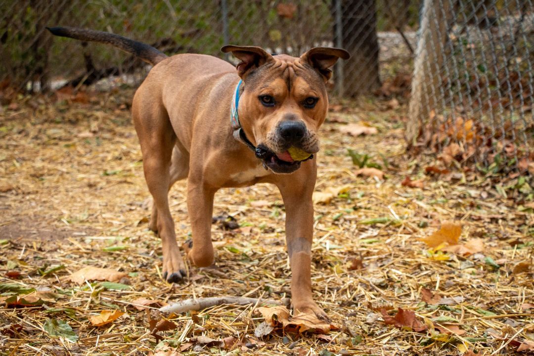 Romeo, an adoptable Pit Bull Terrier in Parkville, MO, 64152 | Photo Image 3