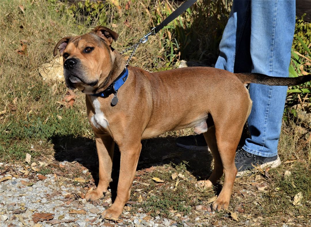 Romeo, an adoptable Pit Bull Terrier in Parkville, MO, 64152 | Photo Image 4