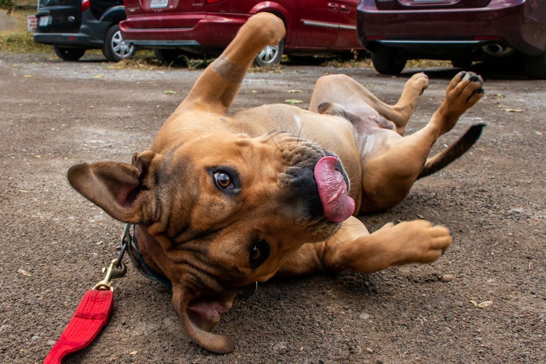 Romeo, an adoptable Pit Bull Terrier in Parkville, MO, 64152 | Photo Image 5