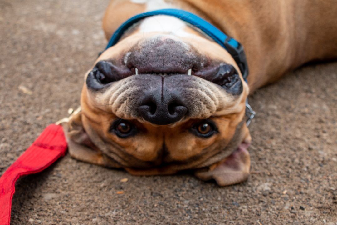 Romeo, an adoptable Pit Bull Terrier in Parkville, MO, 64152 | Photo Image 1